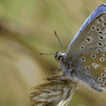 Photo of a common blue butterfly on a plant as mentioned in the consultation response. This post discusses the Natural History GCSE. Photo by CathyDoi sourced from Canva.